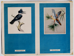 vintage and antique bird prints